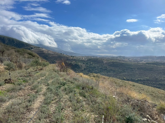 Saida, 1 Room Rooms,Land,For Sale,1417